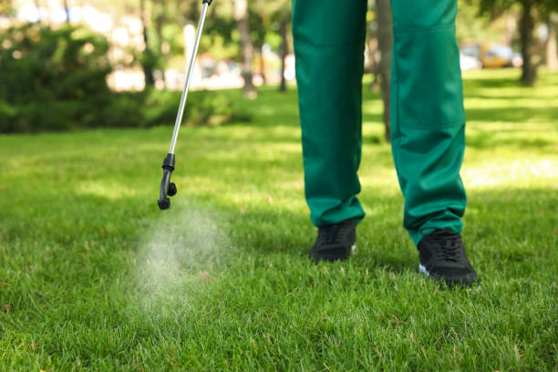 Best Flea Control Services  in Berino, NM
