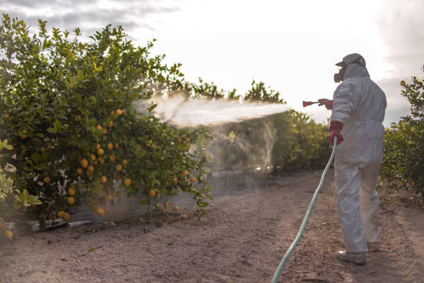 Best Affordable Pest Control Services  in Berino, NM