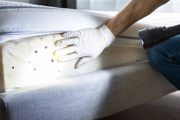 Best Affordable Pest Control Services  in Berino, NM