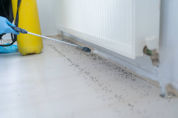 Best Pest Removal Services  in Berino, NM